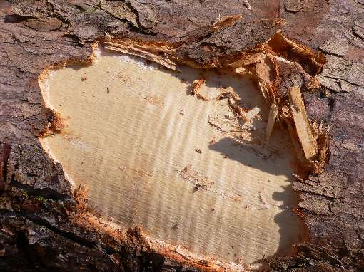 Bild 2: Ein perfekter Furnierbaum: Der geriegelte Stamm eines europäischen Ahorns. Foto: © Schorn & Groh, Karlsruhe | www.sg-veneers.com